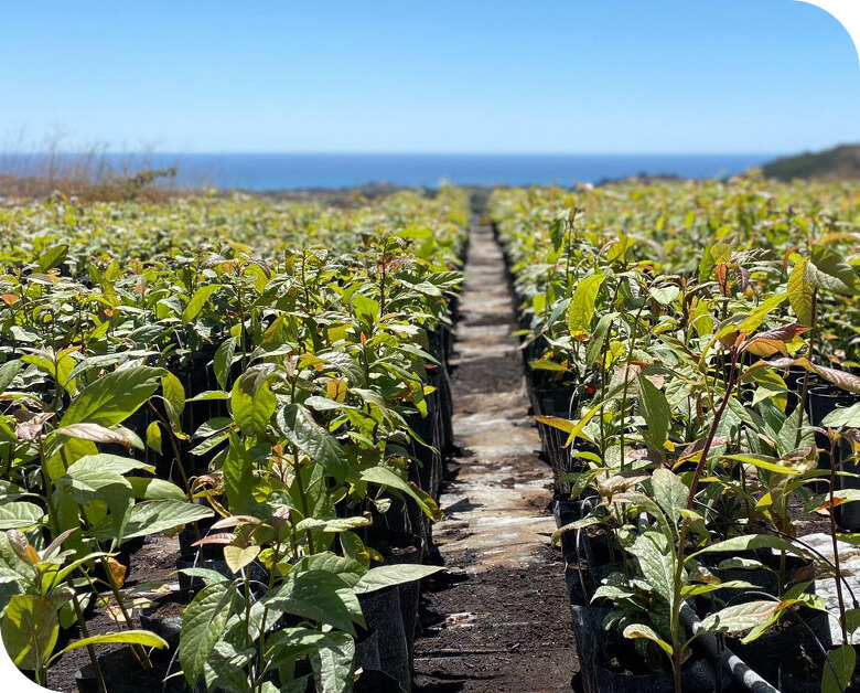 Plantaciones de aguacate y mango